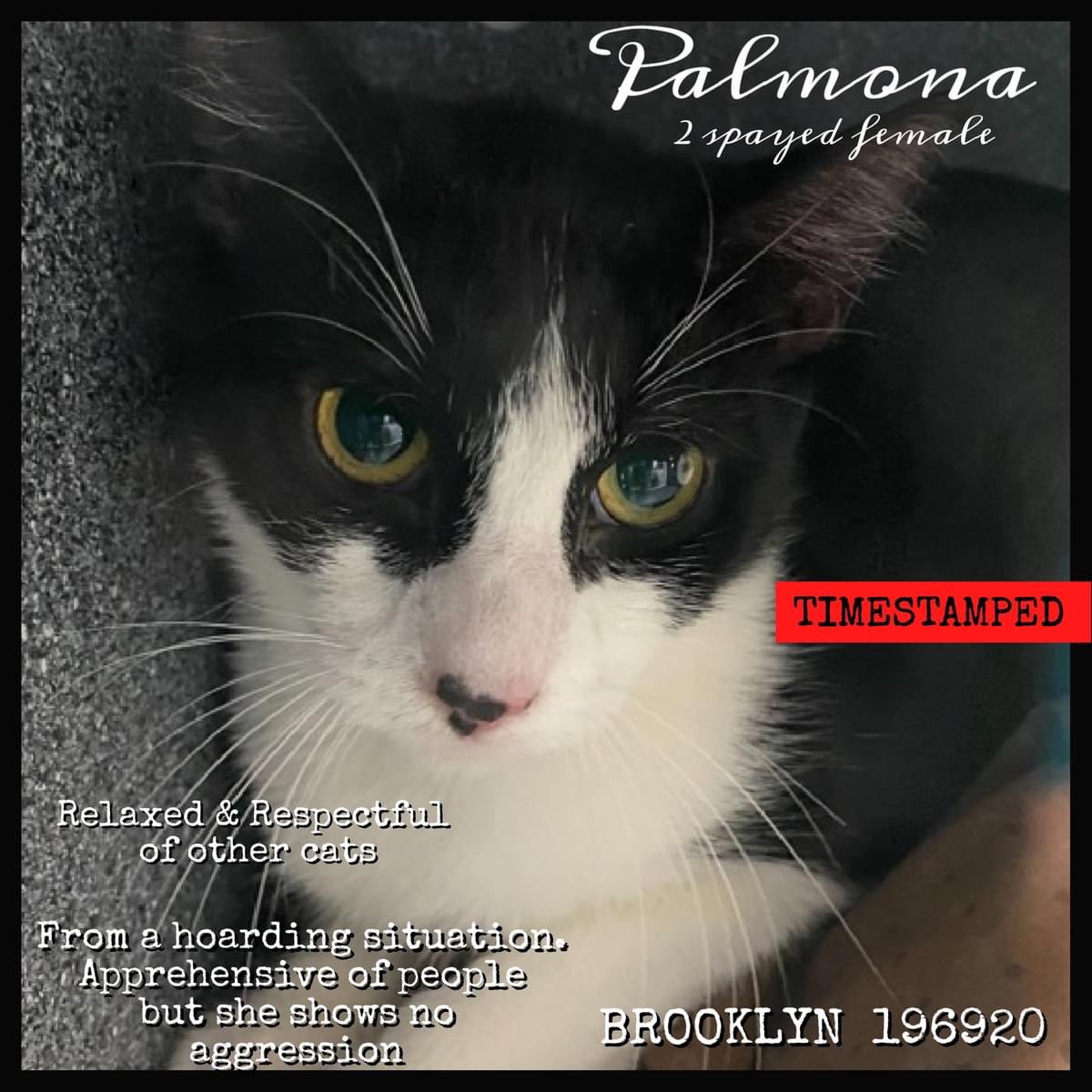 🆘Please RT-adopt-foster! 🆘 PALOMA is on the “emergency placement” list at #ACCNYC and needs out of the shelter by 12 NOON 5/11! #URGENT #NYC #CATS #NYCACC #TeamKittySOS #AdoptDontShop #CatsOfTwitter newhope.shelterbuddy.com/Animal/Profile…