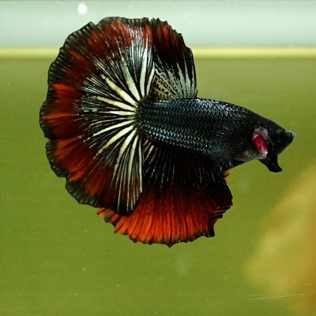 Mermaid Au and Freminet is a penguin tetra while Barbara and Dahlia are bettas 

(betta pics wouldn't be exact tails. Barbara would be a blue rim marble plakat and Dahlia a red devil veiltail, not a halfmoon like the pic + body would have white scales)