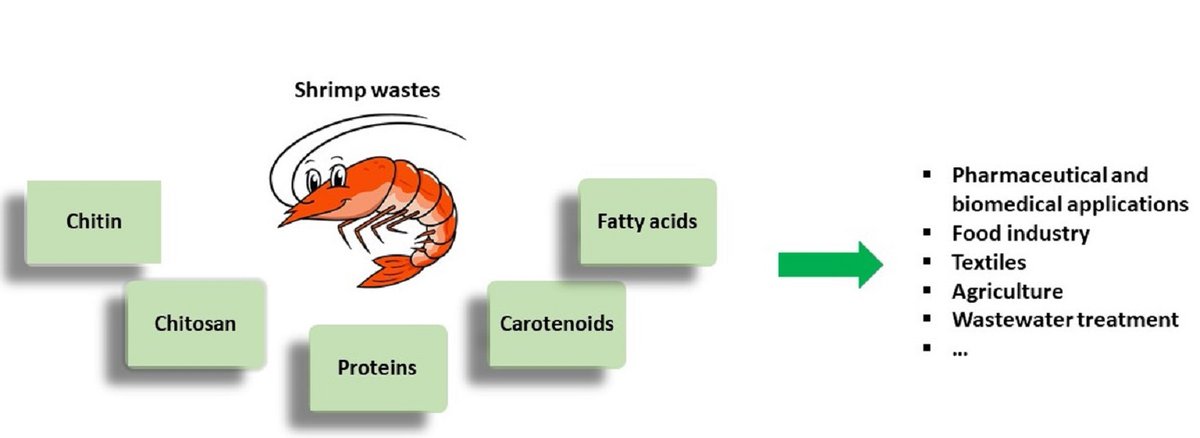 Marine_Drugs's tweet image. Review: Shrimp Waste  Upcycling: Unveiling the Potential of Polysaccharides, Proteins,  Carotenoids, and Fatty Acids with Emphasis on Extraction Techniques and  Bioactive Properties, by Nicola Rossi et al.
mdpi.com/1660-3397/22/4…
#shrimpwaste #greenextraction #greenchemistry