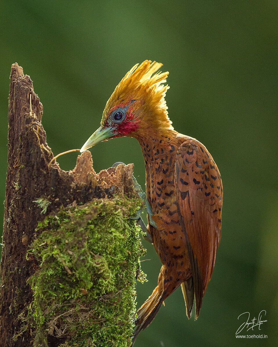 Chestnut-colored Woodpecker photographed in the low-land rainforest area of #Costarica #ToeholdPhotoTravel #Birds