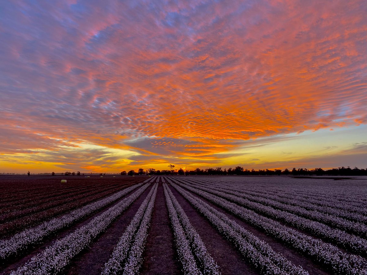 Matt Norrie tweet media