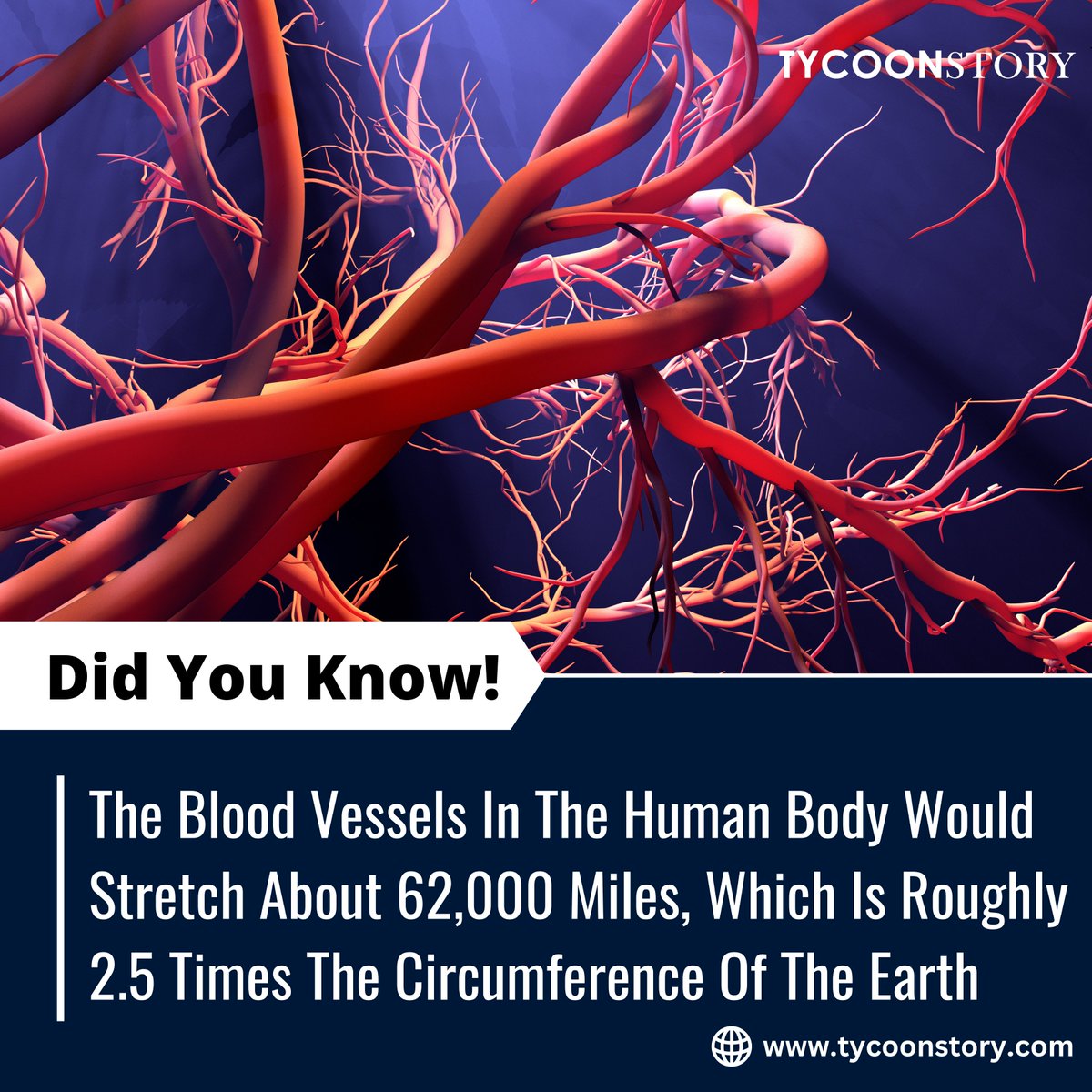 Human Blood Vessels: Earth-Wrapping Wonders

#HealthFacts #AnatomyTrivia #AmazingBody #DidYouKnow #FunFacts #BodyFascinatio #HumanBody #BloodVesselFacts @TycoonStoryCo @tycoonstory2020 @LiveScience @myToppr @ClevelandClinic