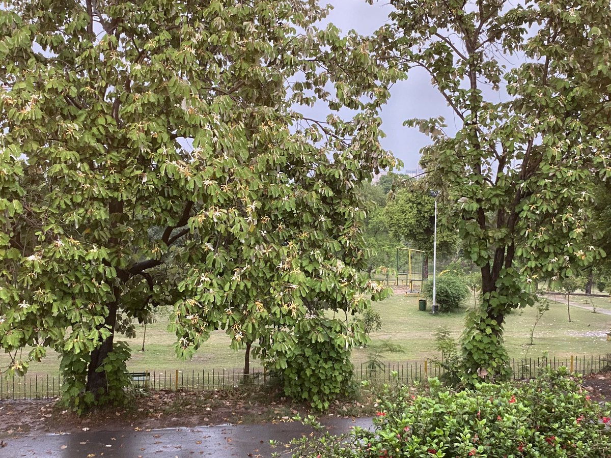 Since I have settled in #Islambad, I am very happy about a grey sky and the rolling of thunder on a summer morning! Just love the smell of rain and wet grass, the cool breeze that goes along with it!