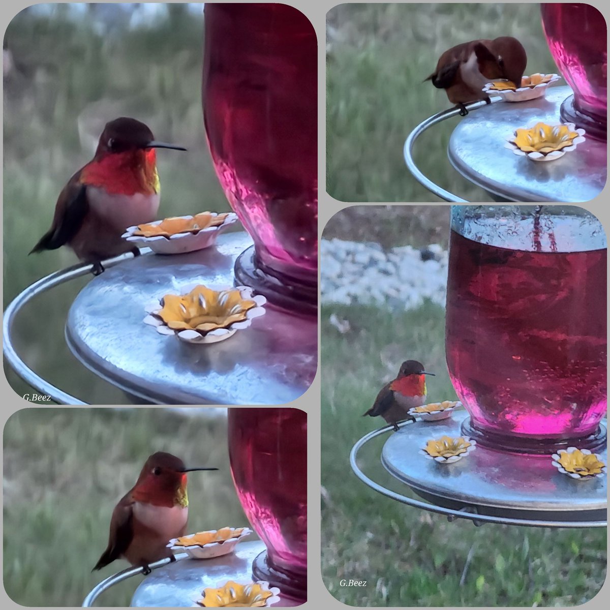 Have a fabulous Friday friends. Caught the ruby throated hummingbird at the feeder tonight, the iridescent throat plumage only flashes in certain light conditions combined with head movement,  stunning to see. #birdlife #hummers