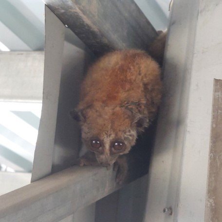 A person discovered a loris hanging on the roof of their property and reached out to ENV for assistance.
After receiving the call, we immediately contacted the Ninh Hoa FPD, who collected the animal. They then released the loris in a safe area, far from potential danger.