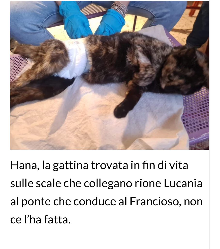Uccisa a bastonate in #Basilicata #Italy 👇