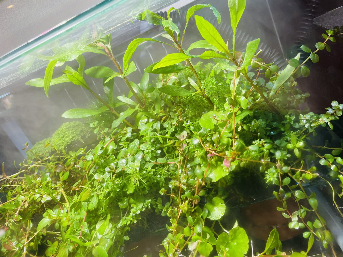 こんにちは！トールマンの室井です💪🏾 先日入荷した侘び草がいい感じに成長してきました🌿 ビオトープ等で使うも良し、水中に沈めるも良し、ボリューム良しと良いこと尽くしの侘び草となっております！