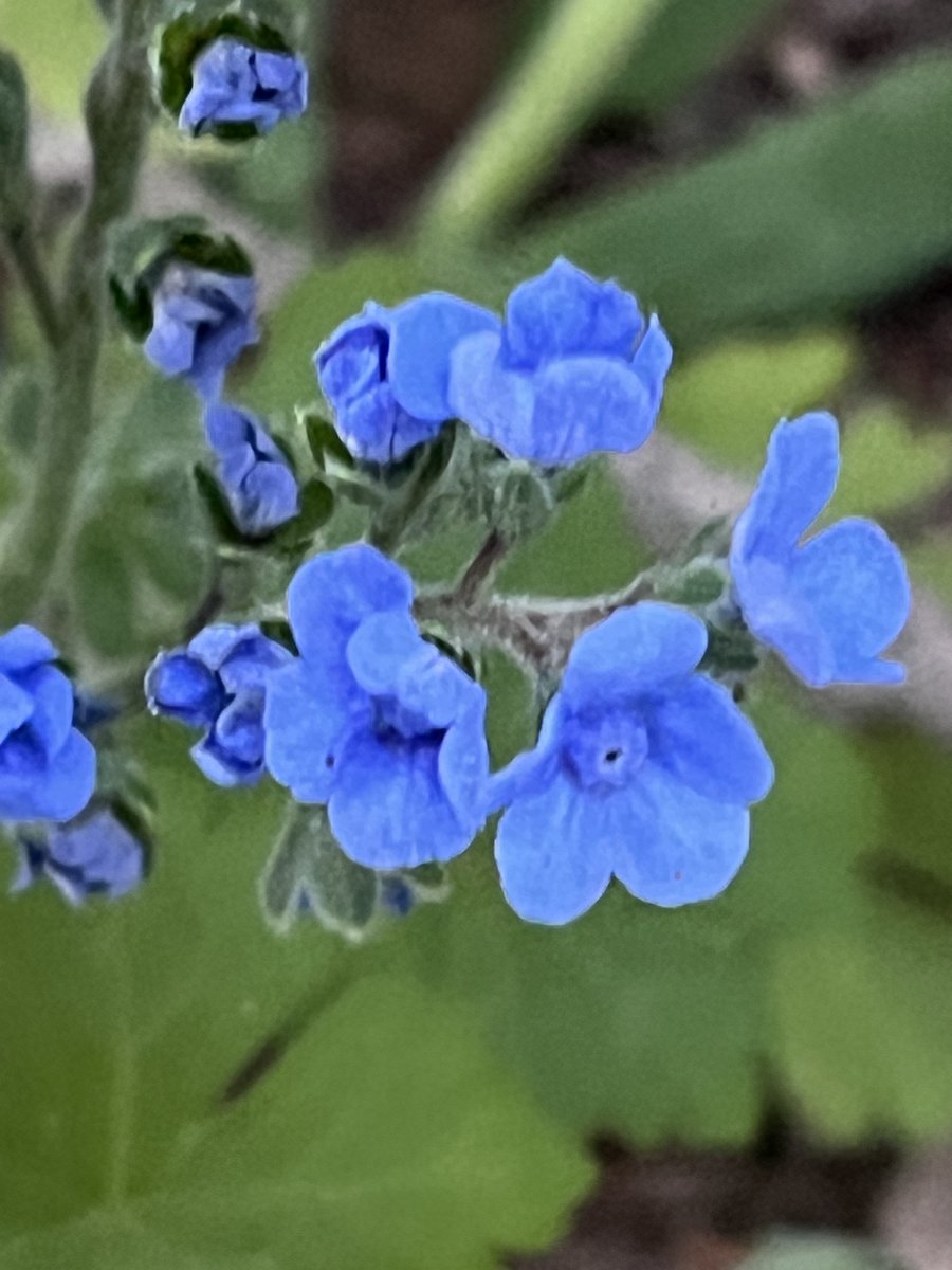 Good morning wide world. Good morning Johannesburg. Good morning sky waiting for colour. Good morning indigenous forget-me-nots: petlekheme, ossetongblaar.