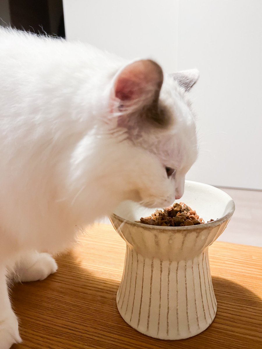 temmie20221224's tweet photo. 2024.01.18。
ウェットとドライのブレンドご飯。

#day391 #猫の食事 #猫のいる暮らし #猫のいる生活 #テミー #temmie #ラグドール #ragdoll #猫 #cat https://t.co/M04EB8X435