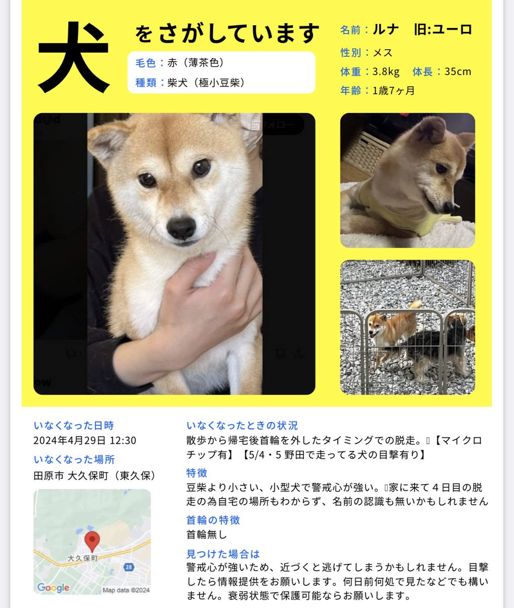 見つかりました！
田原市神戸付近にて他の犬の散歩について来たらしく一般の方が保護してくれました！

警察から連絡来て今迎えに行きました。
有難う御座いました！！