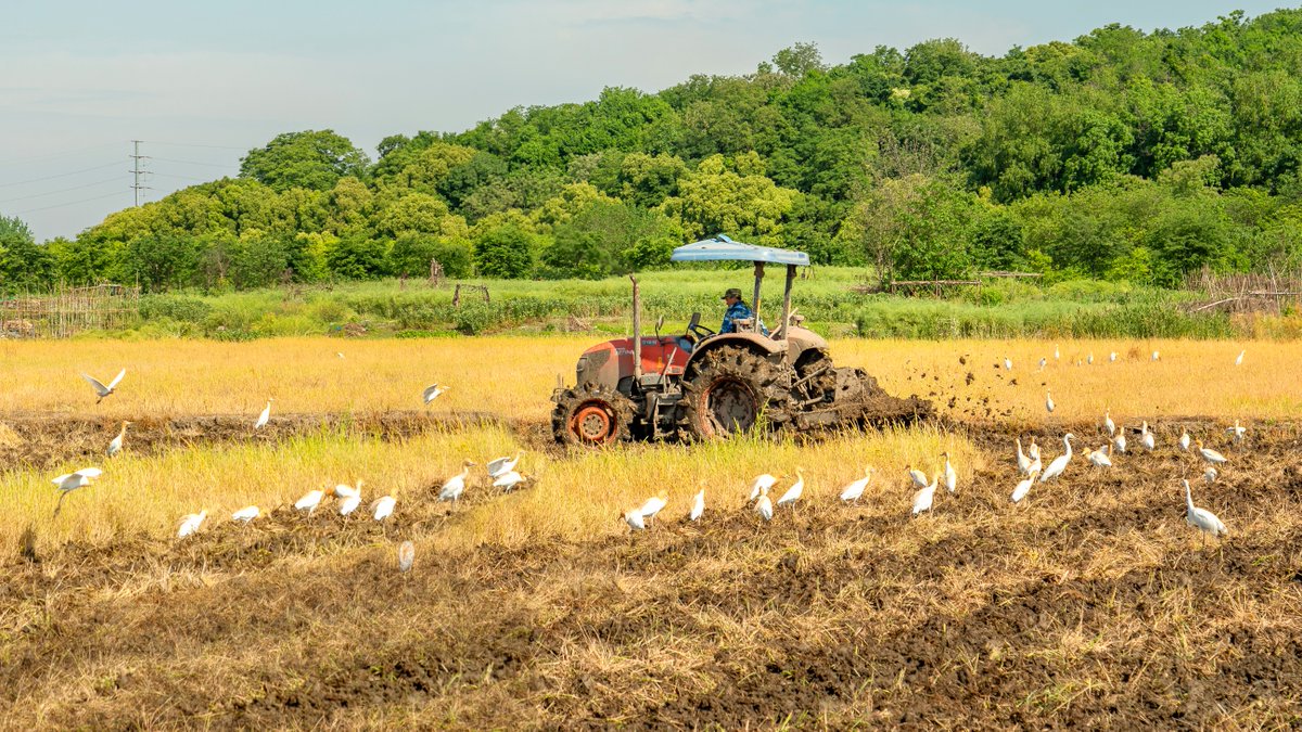 As farmers guide ploughs through the fields beneath Tianmashan Hill, egrets gather, seeking creatures unearthed by the #ploughing. At this moment, there is a profound sense of #harmony—a recognition of the interconnectedness of all living things. #agriculture #Songjiang