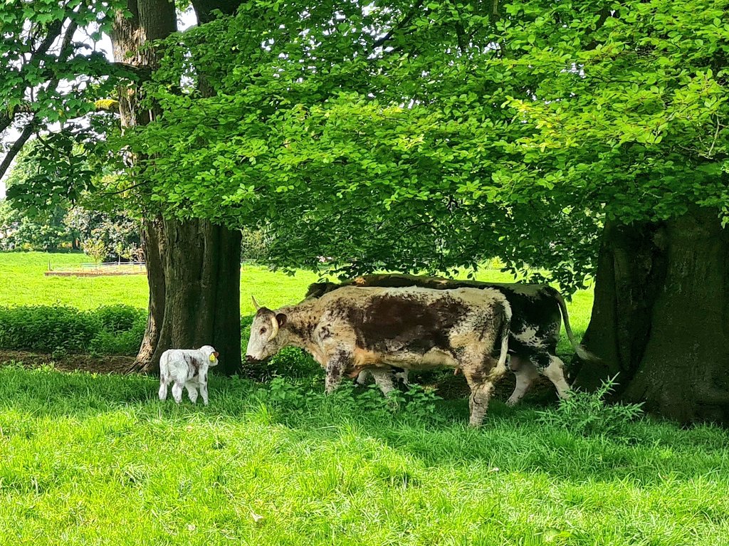 Yesterday I turned 3 y/o 1st calver Tetford Camellia & 3 day old calf out to run with Zack again. 1st pic mum getting head to head greeting  from another cow to establish pecking order 2nd pic little calf meets the other mums. Lovely day 4 it.
#tetfordlonghorns #nativebreed
