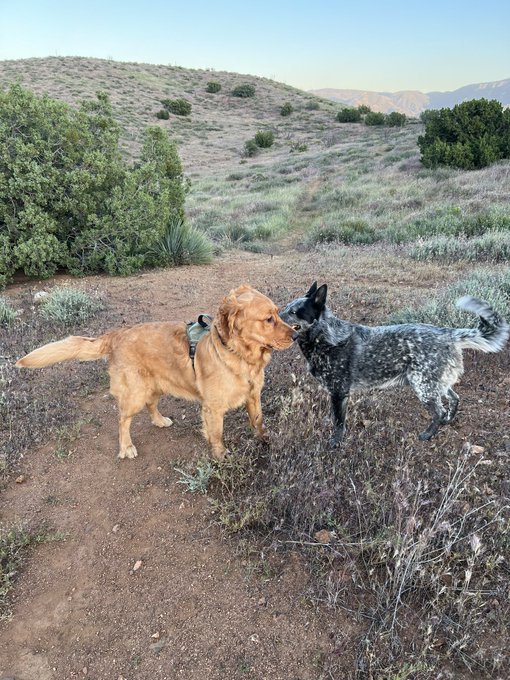 Everyone loves Dusty, even the male dogs want to hump him 🤦🏻&zwj;♀️ 😂 https://t.co/XiQDzWFtoN<a href="/tag/earthquake"class="tags"><span>#earthquake</span></a><a href="/tag/tropicalstormhillary"class="tags"><span>#tropicalstormhillary</span></a><a href="/tag/hurriquake"class="tags"><span>#hurriquake</span></a>