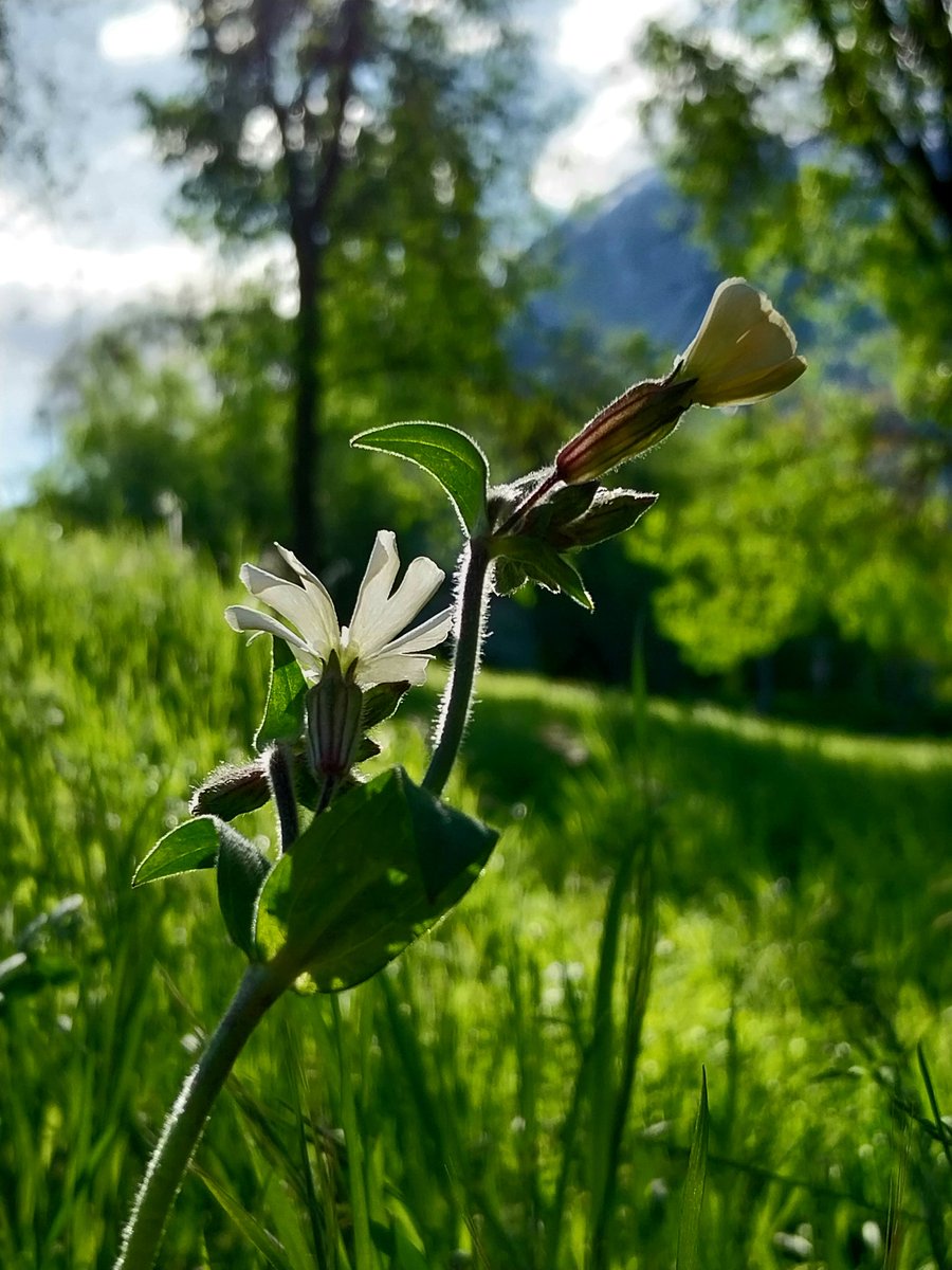 Happy #FlowersOnFriday 💚 #wildflowers