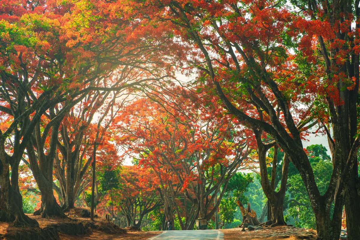 A canopy of Gulmohar trees. #mudumalai