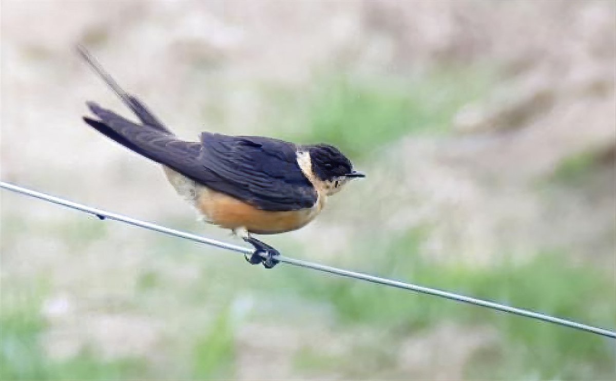 Rufous-chested Swallow, Cecropis semirufa photographed at Elsinore yesterday by Mikkel Høegh Post (flight photo by Jan Lindegaard Rasmussen) - the 1st record for Denmark and Western Palearctic @Rasmus Strack