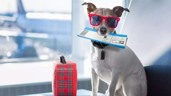 🐾 Exciting news! Akasa Air is now allowing pets weighing up to 10 kg in the cabin! ✈️🐶 Travel just got easier for your furry friends! #AkasaAir #PetFriendly #TravelWithPets #FlyingWithPets
