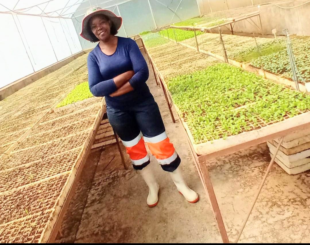 Is Vegetable Seedlings production as a business profitable? This is a frequently asked question that I address in detail in my upcoming EBOOK on HOW TO START YOUR OWN VEGETABLE SEEDLINGS BUSINESS. There are many variables/factors to consider. To answer the question - Yes it is