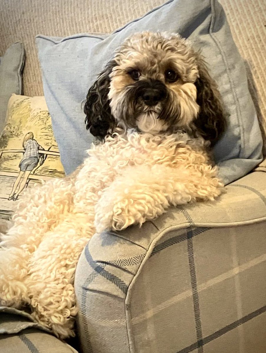 Chums! Dad took this sophisticated photo of me. His camera isn’t as good as Mum’s, but I wanted Mum to post it because I think I look CASUAL and DISTINGUISHED like a GENTLEMAN. I do hope you agree? ❤️ #BabyDog #dogs #FridayFeeling #dogsofX