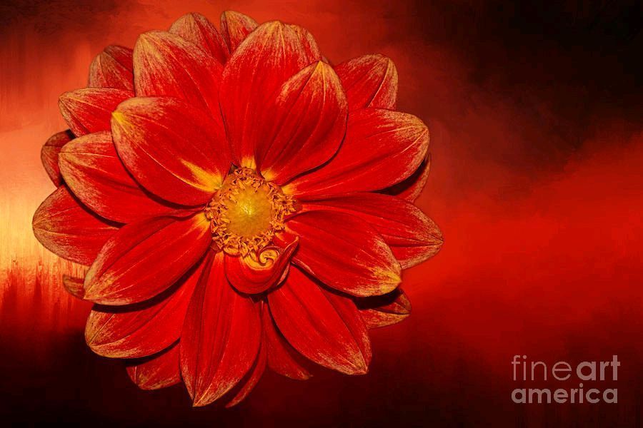 #Fire #Dahlia By Kaye Menner #Photography Wide variety #Prints & lovely #Products at: bit.ly/3Ws5Pu2 #Art #BuyIntoArt #AYearForArt #Artist #FineArtAmerica