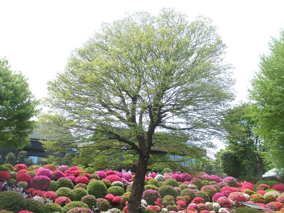 4月の思い出
忘れられない花のいろ
何年ぶりかの根津神社へ
つつじの季節に行ったことはあるけど、
こんなに満開なのは初めて
#つつじまつり