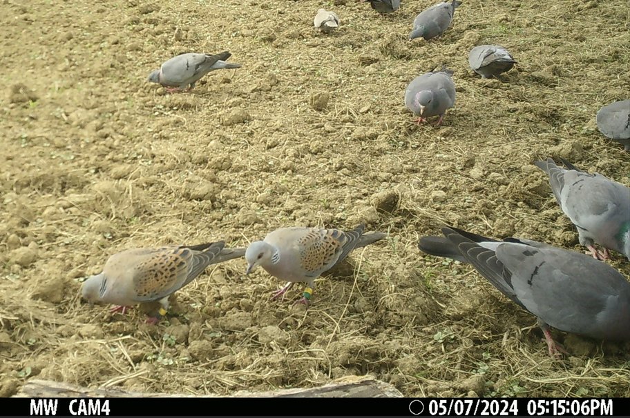 Two Turtle Doves ringed together in 2022 &amp; still a pair, feeding up for breeding in 2024. Yellow/Green is at least four years old now and has survived four return migrations to Africa, Yellow/Black is at least three years old.
