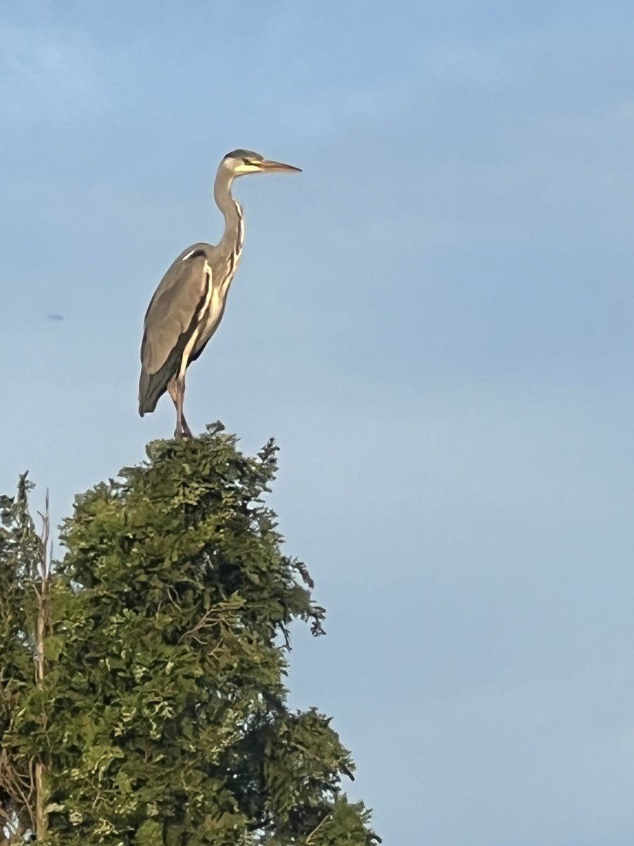 He’s followed me. Eyeing up the pond from nextdoor. #Dentistswithherons