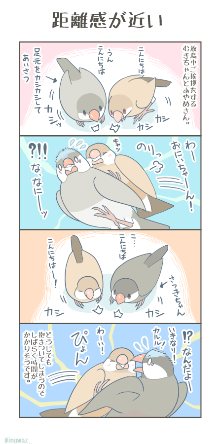 距離が近い。
むぎちゃん、おじいちゃんが平気だったのでどうも抱きつくのが親愛表現になっているらしく、お兄さんたちがびっくりしてしまうのでした。
#Buncho #漫画が読めるハッシュタグ #文鳥