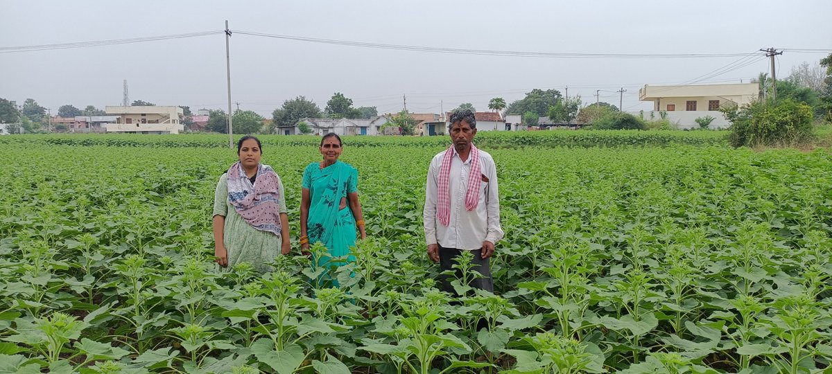 PDATMAKNR's tweet photo. రైతు విజయ గాథ: పొద్దుతిరుగుడు సాగుతో తక్కువ కాలంలో అధిక లాభాలు పొందిన రామడుగు మండలంలోని దేశరాజ్ పల్లి  గ్రామానికి చెందిన రైతు శ్రీ. వేముల కొమురయ్య  గారు.
@DirectorAgriTS
@Collector_KNR https://t.co/MGAm8Ys3xA