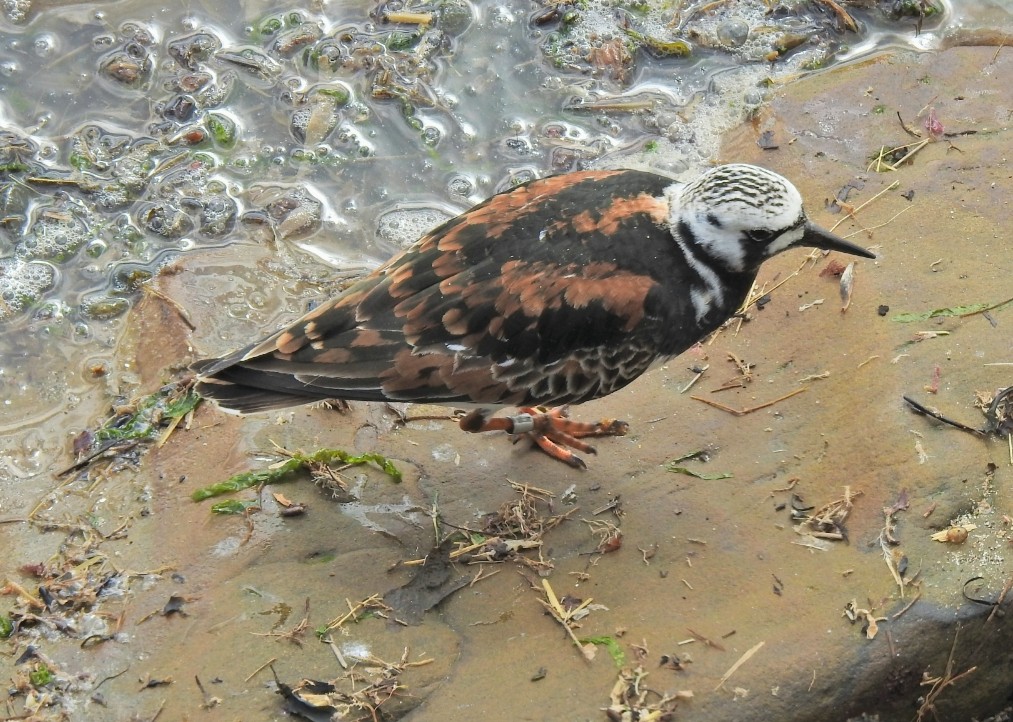 Good Morning 😊 It's a warm and bright start to Friday. #turnstone on a recent trip to Bridlington