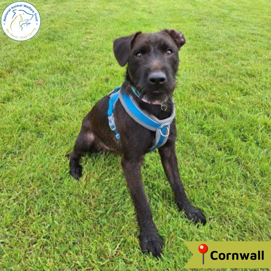 Rupert is so excited to meet his new family. He is full of energy, very friendly, and can't wait to go on lots of adventures. He can be a little wary of you at first, but once he's comfortable, will shower you with love. 🐶💙 nawt.org.uk/rehoming/anima… #nawt #dogs #AnimalCharity