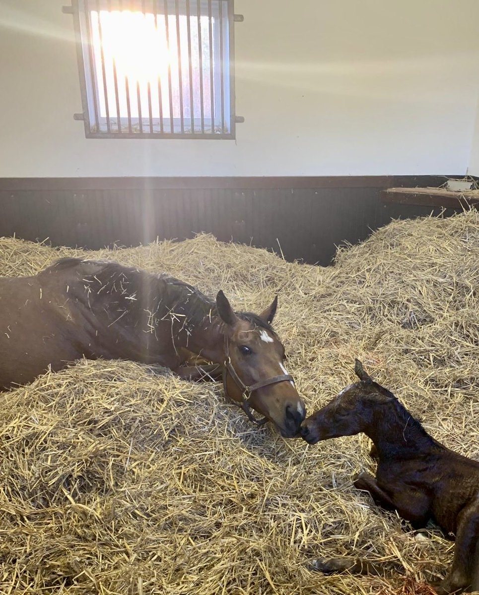 Dawn this morning heralds the last foal born of the season ⁦@newsellspark⁩ Thanks to all the team for another fantastic effort. Here’s to the class of ‘24! May they be healthy & run fast!💨 🐎