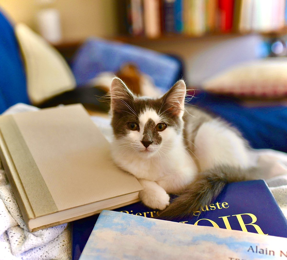 🩵📚Happy Friday✨📚💙 💫May your weekend be filled with good times☕️, good books📖, and happiness🐾…💫 📸 Alice Feigel 💕😸💕