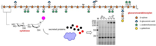 📢Sydney members, there is an upcoming Ernest Richie Memorial Lecture @Sydney_Uni by Professor Herman Overkleeft (Leiden University), hosted by @PayneResearch When: Friday 17 May, 11am - 12pm Title: Activity-based profiling of retaining glycosidases chemistry-events.sydney.edu.au/events/ernest-…