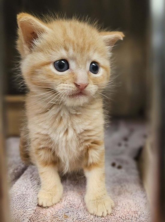 🆘URGENT🆘PLEDGES NEEDED🙏🏽PLEASE HELP IF YOU CAN🆘
💛THIS SINGLE 4WO ORANGE #TABBY BABY BOY🐾#KITTEN🐾💛
🚨NEEDS PLEDGES & #RESCUE ASAP!*Goal is $100*🚨
➡ID 675449 facebook.com/photo?fbid=829…
🙏🏽#PLEDGE 2 #SAVEALIFE
💞SHARING SAVES LIVES💞
#MARIETTA #GA @cobbkitties #KITTENSEASON