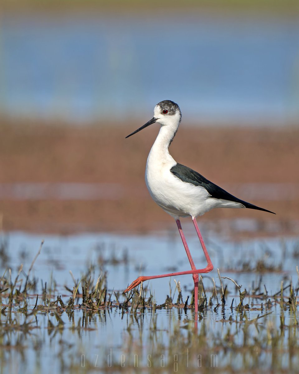 Uzunbacak / Black-winged Stilt
Kızılırmak Deltası/Samsun
#birdwatching #birdphotograpy #kızılırmakdeltası #sonya7iv #sony200_600