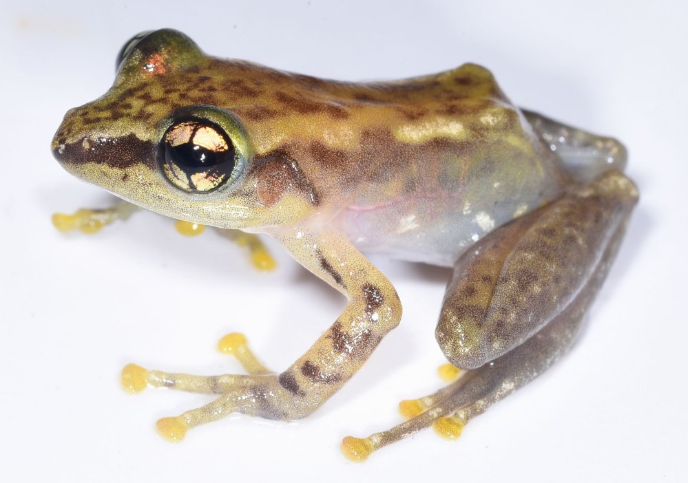 #NewSpecies New frog from #madagascar snuck in on #FrogFriday: Guibemantis ambakoana Holotype: @SNSB_Aktuell Treatment: treatment.plazi.org/id/249EA92A-2C… Publication: doi.org/10.11646/zoota… @Zootaxa #GuibemantisAmbakoana #FAIRdata #nature #biodiversity #conservation #herpetology #frogs