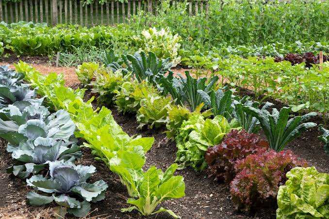 Are you planning on starting a small vegetable garden? Here are some of the things you need to know: 👇🏾 unyfa.fo-library.org/videos/bed-pre… And for more tips and videos on land management, head over to UNYFA FOVL for a wealth of resources!