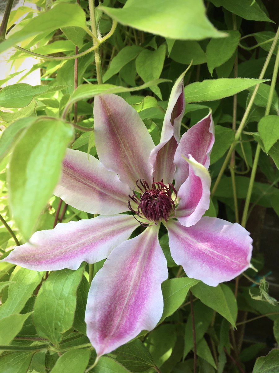 Good morning and happy Friday. First flower of the year on this clematis for #FlowersOnFriday Have a good day #FlowerOfX #FridayFeeling