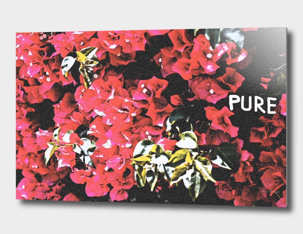 Pure Flowers by Anna Savtchenkov -Aluminum Print #curioos #annasavart #artfosale @Curioos #flowers #pure curioos.com/product/alumin…