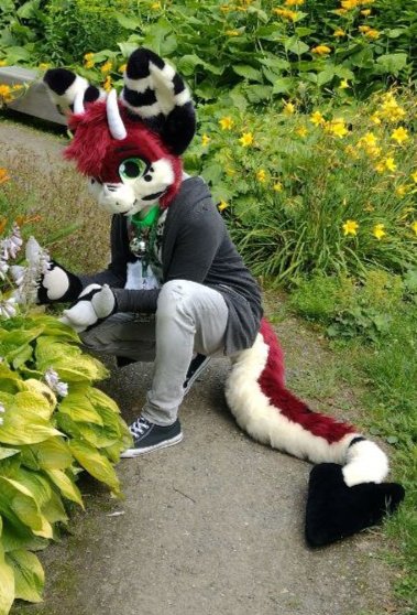 It's not easy to hide in bushes as a big Red dragon :p

Photo by dennes0 

#furry #fursuit #fursuitwalk #kemono #kemonofursuit #kemofur #dragon #drache #naki #german #germanfurry #cute #cutefurry #cosplay #fursuitfriday #fursuitfridays #fursuiting #fursuits #furries #fursona