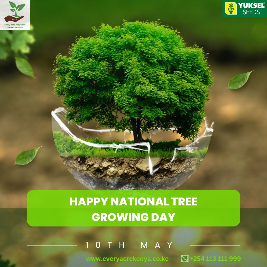 Did you know that with trees, flooding and landslides can be significantly reduced? Let's keep growing trees. Happy National Tree Growing Day 💚 #nationaltreegrowingday #everyacrekenya #Yukselseeds #premiumhybridvegetableseeds #agriculture #YesIKO Rebecca Miano Teachers Kikuyus