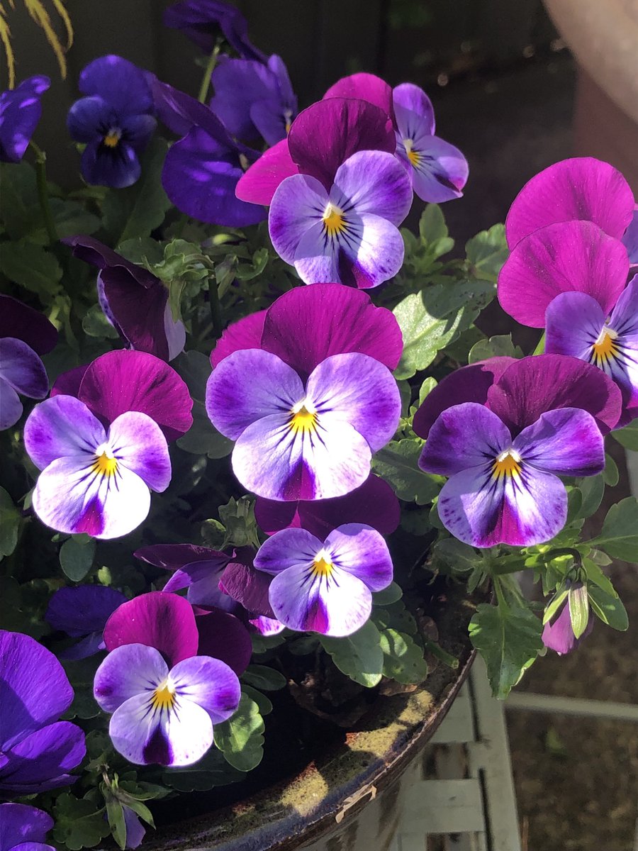 Happy Friday everyone! Violas in the sun yesterday in my little garden, just love these flowers 💜🩷 #FlowersOnFriday Have a great day 😊