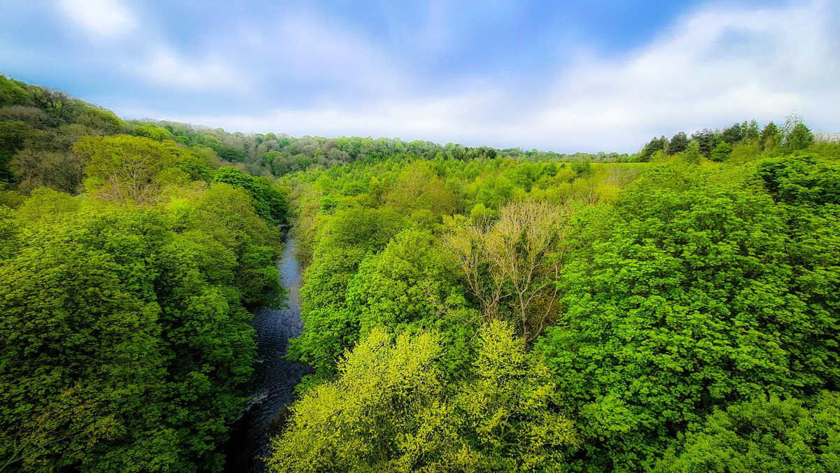 View of #RiverDerwent from the Nine Arches Viaduct @gateshead #DerwentValleyCountryPark @LandofOakIron #Nature @NorthEastTweets #TwitterNatureCommunity