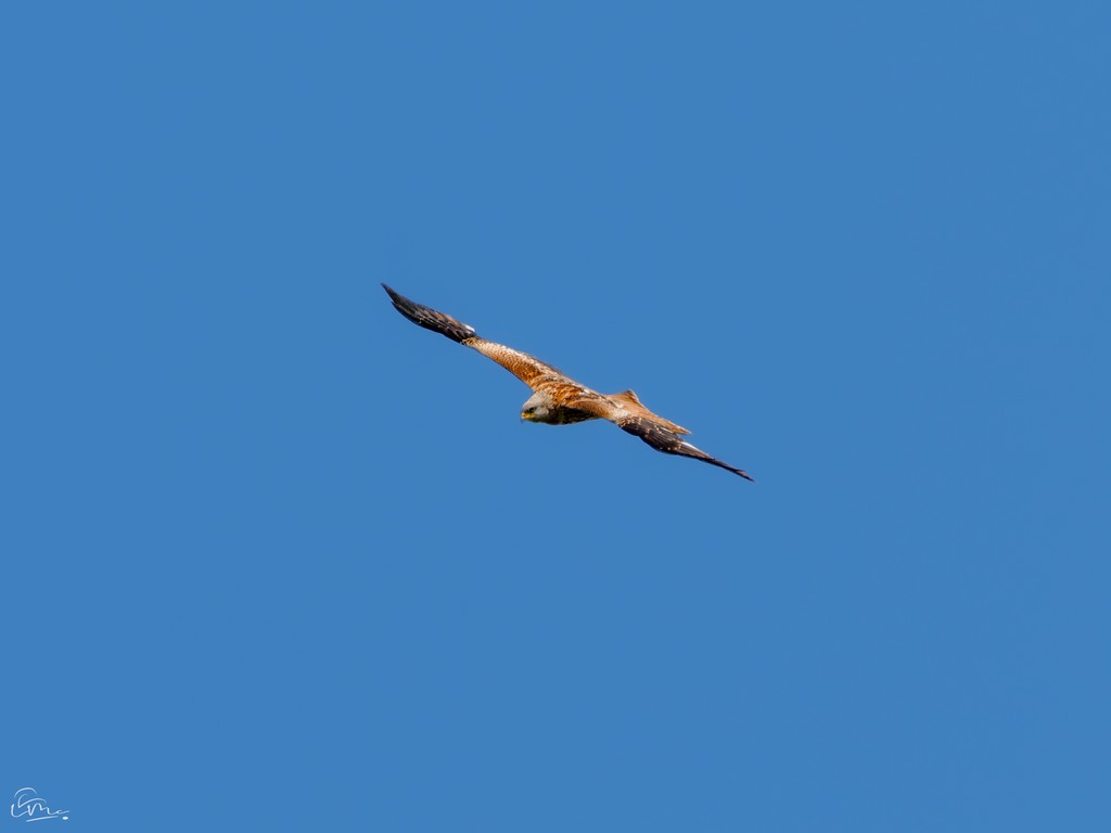The (this exact one perhaps...) Kite seems to appear on schedule, every May, over our garden. 

Here it is playing a game of air tag 'you're it' ✋✋

#ukbirds #rspb_love_nature #britishbirds #rspb #britishwildlife #redkite