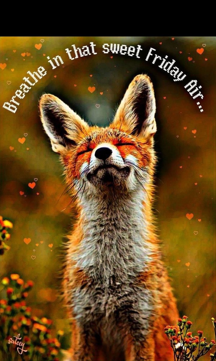 Happy Friday 🦊
#foxfriday
@morgana_ariel