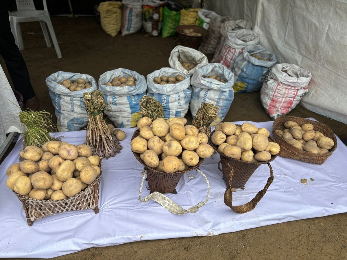 #Nagaland: The first ever #PotatoFestival is being held at Jakhama village in Kohima district today. The festival aims to promote and give organic potato cultivation a window of opportunity and recognition in the state.