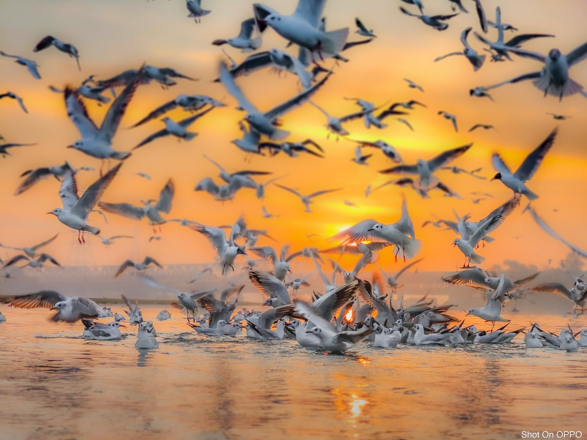 #MobilePhotography Beautiful world of Black Headed Gulls #yamunaghat