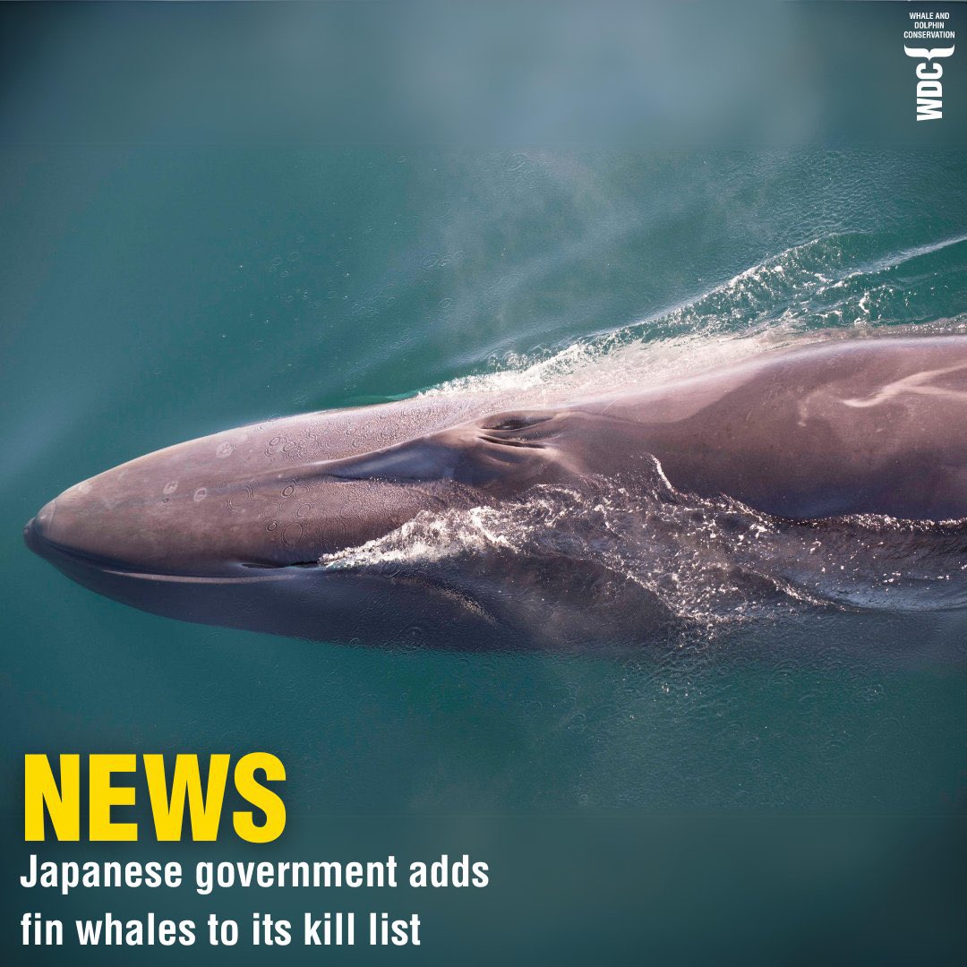 Japan defies the world by expanding its commercial whaling to include Fin Whales when most of meat will end up as dog food or fertiliser. This shames the world