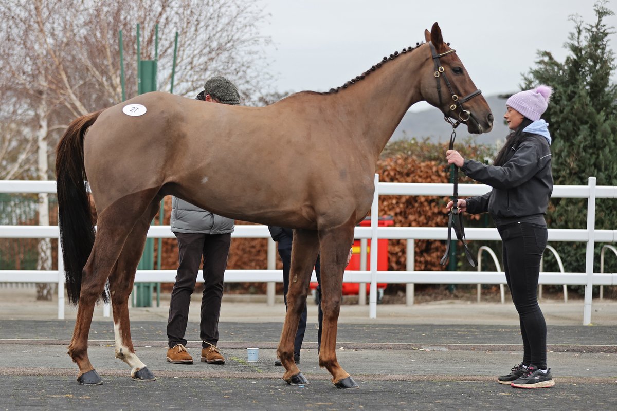 Jackstell (No Risk At All) collects on 1️⃣st start under Rules & wins the P2P INH Flat race @tipperaryraces for Emmet Mullins and owner Paul Byrne #CheltenhamDecember 2023 @BallyboyStables➡️ Emmet Mullins, £70,000 Next Sale 🗓️ Thursday, May 16 🕐 1pm 📘 bit.ly/TattsChelt_May…